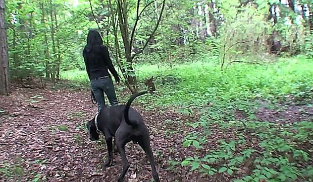 video: a walk in the woods leads to a blowjob and doggy-style (not a pun, the dog in the pic is merely out for a walk); Blowjob 